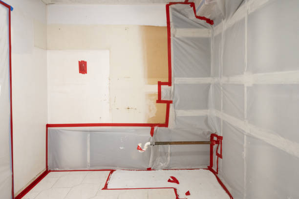 Best Basement Mold Removal  in Carrollton, KY